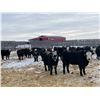 Image 4 : Bar R Ranch - 970# Steers - 65 Head (Foam Lake, SK)