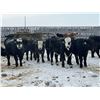 Image 5 : Bar R Ranch - 970# Steers - 65 Head (Foam Lake, SK)