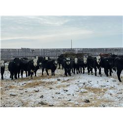 Bar R Ranch - 830# Steers - 74 Head (Foam Lake, SK)