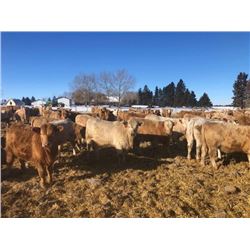 Box Anchor Farms - 875# Heifers - 350 Head (Dewberry, AB)