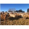 Image 1 : Box Anchor Farms - 875# Heifers - 350 Head (Dewberry, AB)