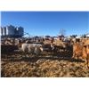 Image 4 : Box Anchor Farms - 875# Heifers - 350 Head (Dewberry, AB)