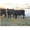 Image 2 : Big Rock Cattle Company - 1000# Steers - 49 Head (Lipton, SK) *added lot*