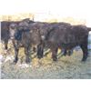 Image 3 : Big Rock Cattle Company - 1000# Steers - 49 Head (Lipton, SK) *added lot*