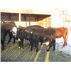 Image 3 : Big Rock Cattle Company - 875# Heifers - 37 Head (Lipton, SK) *added lot*