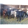 Image 4 : Big Rock Cattle Company - 875# Heifers - 37 Head (Lipton, SK) *added lot*