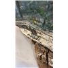 Image 7 : 2 HAND PAINTED SIGNED FUNGUS