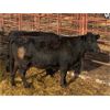 Image 2 : Pen 418 - 16 5-6 Year-old Black Moderate Cows