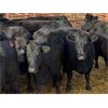 Image 3 : Pen 418 - 16 5-6 Year-old Black Moderate Cows