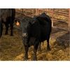 Image 5 : Pen 418 - 16 5-6 Year-old Black Moderate Cows