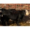 Image 3 : Pen 429B - 9 5-6 Year-old Exotic X Cows