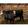Image 4 : Pen 429B - 9 5-6 Year-old Exotic X Cows