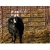 Image 5 : Pen 429B - 9 5-6 Year-old Exotic X Cows