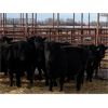 Image 2 : Pen 427 - 15 Mature Black Moderate Cows