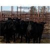 Image 3 : Pen 427 - 15 Mature Black Moderate Cows