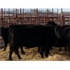 Image 4 : Pen 427 - 15 Mature Black Moderate Cows