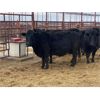 Image 2 : Pen 441 - 7 Middle-Aged to Older Black X Simmental Cows