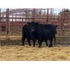 Image 1 : Pen 443 - 3 Middle-Aged Black X Cows