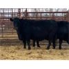 Image 2 : Pen 443 - 3 Middle-Aged Black X Cows