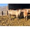 Image 2 : Mac & Hellen Ross - 800# Heifers - 77 Head (Watrous, SK)