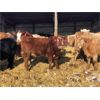 Image 4 : Mac & Hellen Ross - 800# Heifers - 77 Head (Watrous, SK)