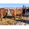 Image 5 : Mac & Hellen Ross - 800# Heifers - 77 Head (Watrous, SK)