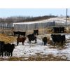 Image 6 : Herbert Ranching - 600# Steers - 100 Head (Wainwright, AB)