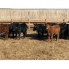 Image 2 : Lazy B Farm & Ranch - 750# Heifers - 60 Head (Linden, AB)