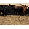 Image 3 : Lazy B Farm & Ranch - 750# Heifers - 60 Head (Linden, AB)