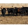 Image 4 : Lazy B Farm & Ranch - 750# Heifers - 60 Head (Linden, AB)