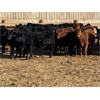 Image 5 : Lazy B Farm & Ranch - 750# Heifers - 60 Head (Linden, AB)