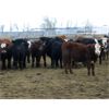 Image 3 : Four Harts Cattle Co. - 735# Steers - 102 Head (Vermilion, AB)