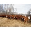 Image 3 : Triple F Ranch - 860# Steers - 70 Head (Maymont, SK)