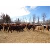 Image 7 : Triple F Ranch - 860# Steers - 70 Head (Maymont, SK)