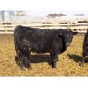 Image 2 : Prairie Wind Land & Cattle - 620# Heifers - 204 Head (Coaldale, AB)