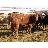 Image 5 : Prairie Wind Land & Cattle - 620# Heifers - 204 Head (Coaldale, AB)