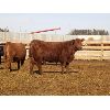 Image 6 : Prairie Wind Land & Cattle - 620# Heifers - 204 Head (Coaldale, AB)