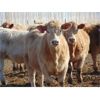 Image 6 : Island Vet Clinic - 850# Heifers - 113 Head (Taber, AB)
