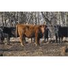 Image 2 : Turtleview Livestock - 1025# Heifers - 116 Head (Goodlands, MB)