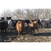 Image 4 : Turtleview Livestock - 1025# Heifers - 116 Head (Goodlands, MB)