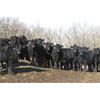 Image 6 : Turtleview Livestock - 1025# Heifers - 116 Head (Goodlands, MB)