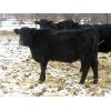 Image 1 : Rudy & Tory Tangedal - 645# Steers - 25 Head (Saltcoats, SK)