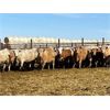 Image 3 : Elkwater Farming Co. - 850# Steers - 140 Head (Irvine, AB)