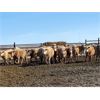 Image 6 : Elkwater Farming Co. - 850# Steers - 140 Head (Irvine, AB)