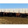 Image 4 : Elkwater Farming Co. - 830# Steers - 220 Head (Irvine, AB)