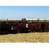 Image 7 : Elkwater Farming Co. - 830# Steers - 220 Head (Irvine, AB)
