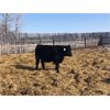 Image 3 : Bartel Cattle Corp. - 630# Heifers - 92 Head (Drake, SK)