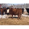 Image 5 : Bartel Cattle Corp. - 630# Heifers - 92 Head (Drake, SK)