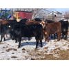 Image 6 : Bartel Cattle Corp. - 630# Heifers - 92 Head (Drake, SK)