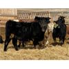 Image 2 : Coralta Farms - 680# Steers - 86 Head (Carbon, AB)